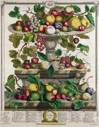 Kesäkuu, teoksesta "Twelve Months of Fruits", Robert Furber (n. 1674-1756), kaiverrus Henry Fletcher, 1732 (värikaiverrus)