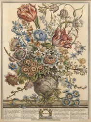 Maaliskuu Robert Furberin (n. 1674-1756) teoksesta "Twelve Months of Flowers", kaiverrettu Henry Fletcherin toimesta (värikaiverrus).