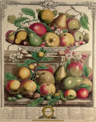 Maaliskuu, teoksesta "Twelve Months of Fruits", Robert Furber (n. 1674-1756), kaiverrus Henry Fletcher, 1732 (värikaiverrus)