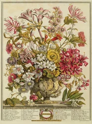 Lokakuu, Robert Furberin (n. 1674-1756) teoksesta "Twelve Months of Flowers", kaiverrus Henry Fletcher (värikaiverrus)