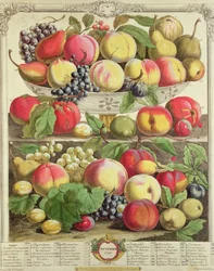 Syyskuu, teoksesta "Twelve Months of Fruits", Robert Furber (n. 1674-1756), kaiverrus Henry Fletcher, 1732 (värikaiverrus)