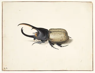 Herkulesbillessä (dynastes Hercules)