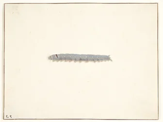 Koi-toukka