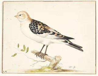 In snespurv (plectrophenax nivalis)