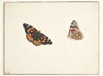 Kaksi ohdaketutkimusta (vanessa cardui l.)