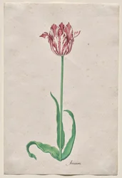 Tulppaanitutkimus (Anvaers)