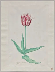 Tulppaanitutkimus (Perregoen Machieu)