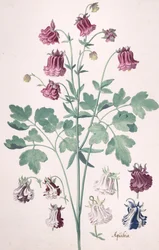 Columbine tai Granny
