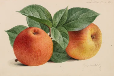 Alkuperäisiä puutarha- ja metsätalousjulkaisuja, 1878-1881.