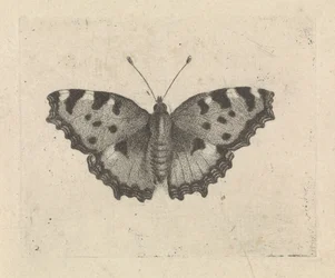 Perhonen