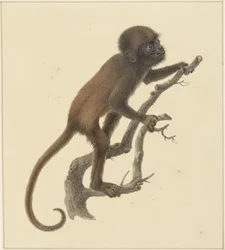 apina