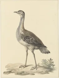 Denhamsin ansa (Neotis denhami)