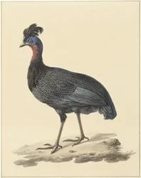 Harillinen helmikana