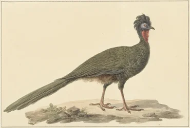Penelope, maassa