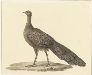 Peiliriikinkukko