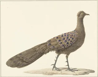 Peiliriikinkukko