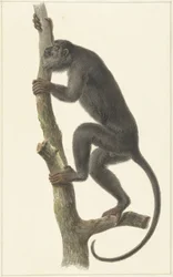Musta mölyapina (Paraguay)