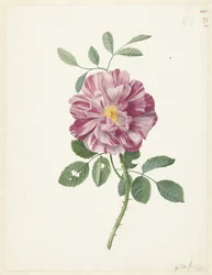 Gallialainen ruusu (Rosa gallica L. 
