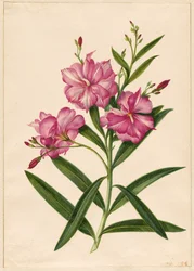 Purppura Oleanteri