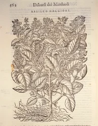 Basilika (ocymum basilicum), kaiverrus Pier Andrea Mattioli