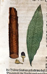cinnamoma. Kaiverrus - "" Kreutterbuch Dess erittäin oppinut ja tunnettu Mr. D. Petri Andreae Matthioli"" Pietro Andrea Mattioli (Matthiole) (1500-1577). Frankfurt