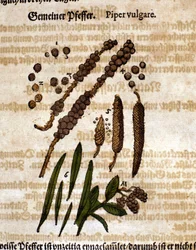 Tavallinen pippuri. Kaiverrus - "" Kreutterbuch dess erittäin oppinut ja tunnettu Mr. D. Petri Andreae Matthioli"" Pietro Andrea Mattioli (Matthiole) (1500-1577). Frankfurt
