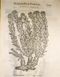Kultajuuri tai ruusunjuuri (Rhodiola rosea), kaiverrus Pier Andrea Mattioli