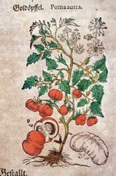 Herbaario: tomaattikasvia (Caulis floridus) esittävä kasvitieteellinen Planoma aureache. Kaiverrus teoksessa "Kreutterbuch Des Hochgelehrten unnd weitberuhmten Herrn D. Petri Andreae Matthioli"