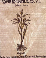 Herbaario: kaura. Kaiverrus - kirjassa "" Kreutterbuch Dess erittäin oppinut ja tunnettu Mr. D. Petri Andreae Matthioli"" Pietro Andrea Mattioli (Matthiole