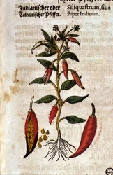 Intialainen pippuri. Kaiverrus - "" Kreutterbuch Dess erittäin oppinut ja tunnettu Mr. D. Petri Andreae Matthioli"" Pietro Andrea Mattioli (Matthiole) (1500-1577). Frankfurt