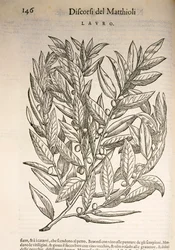 Laurel (Laurus), kaiverrus Pier Andrea Mattioli