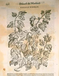 Poppeli (Populus), kaiverrus Pier Andrea Mattioli