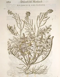 Rucola (Eruca sativa), Pier Andrea Mattiolin kaiverrus.