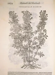 Silverweed (Potentilla alba), kaiverrus Pier Andrea Mattioli