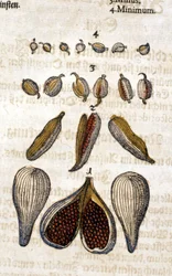 Kardemumma. Kaiverrus - "" Kreutterbuch Dess erittäin oppinut ja tunnettu Mr. D. Petri Andreae Matthioli"" Pietro Andrea Mattioli (Matthiole) (1500-1577). Frankfurt