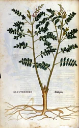 Lakritsi. Kaiverrus - "" Kreutterbuch Dess erittäin oppinut ja tunnettu Mr. D. Petri Andreae Matthioli"" Pietro Andrea Mattioli (Matthiole) (1500-1577). Frankfurt