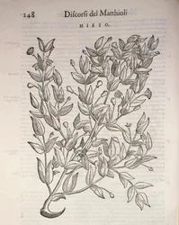 True Myrtle (Myrtus communis), kaiverrus Pier Andrea Mattioli