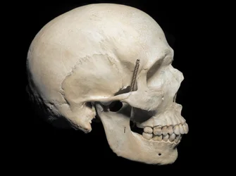 Paleontologia: Homo sapiensin nosturi esillä, Civic Natural History Museum, Milano