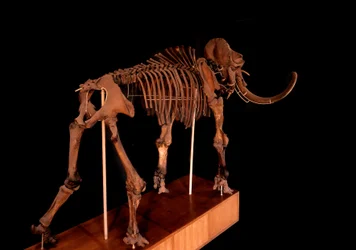 Esihistoria, dinosaurus: mammutin luuranko, Pariisi, luonnonhistoriallinen museo