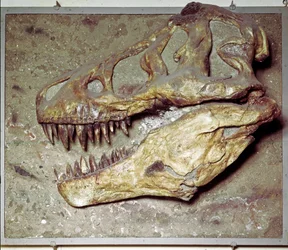 Esihistoria: Dinosauruksen kallo Tyrannosaurus rex (T Rex tai tyrannosaurus). Liitukausi. Civic Natural History Museum, Milano