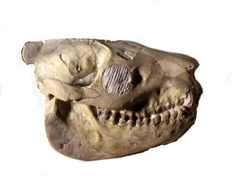 Esihistoria: Oreodonin kallo (tai Merycoidodon), dinosaurus. Cenozoic aikakausi, oligoseenikausi. löydetty Etelä-Dakotassa Yhdysvalloissa.