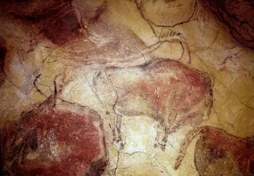 Esihistoria: "" biisoni levossa"" kalliomaalaus ylemmästä paleoliittista (Magdaleniasta) (16500-14000 vuotta sitten) kivikautinen biisoniluola, Altamira, Santander, Espanja