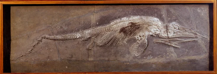 Esihistoria: Pareiasaudorin fossiili, esihistoriallinen eläin, Pariisi, luonnonhistoriallinen museo
