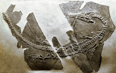 Esihistoria: Besanosta (Italia) peräisin olevan vesimatelijan Askeptosaurus italicus fossiili. Keski-triaskauden aika. Museo Civico di Storia Naturale, Milano
