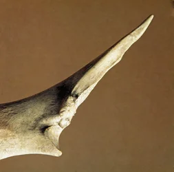 Esihistoria: Naudan kyynärluusta tehty veitsi Arene Candiden (Finale Liguria) nekropolesta, Liguriasta. Alempi neoliitti, Pietarin ikä. Geenit, museo di archeologia ligure