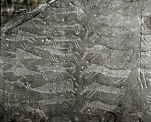 Esihistoria, kalliotaide: tikareita ja härkiä esittävä kaiverrettu kallio. Kuparikausi. Eneoliittinen kausi (kalkoliittinen kausi). Kallio nro 1. Cemmo (Brescia), Cemmon siirtolohkareiden kansallinen arkeologinen puisto, Italia