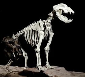 Esihistoria: Luolakarhun (Ursus spelaeus) luuranko Caves del Bandito a Roaschiasta Italiasta. Pleistoseenin aika. Museo Civico di Storia Naturale, Milano