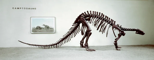 Esihistoria: Camptosaurus-dinosauruksen (Camptosaurus Brown) luuranko. Ylimmän jurakauden aika. Museo Civico di Storia Naturale, Milano