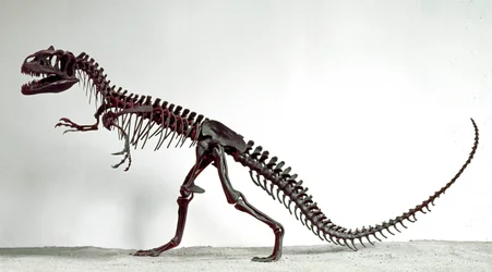 Esihistoria: dinosauruksen Allosaurus fragilis luuranko. Yläjurakauden aika. Civic Natural History Museum, Milano