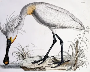 Valkoinen lusikkanokka, 1834